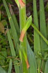 Weak-leaf yucca